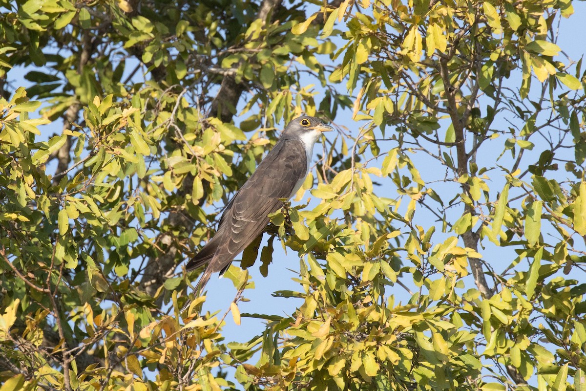 Thick-billed Cuckoo - Josh Engel
