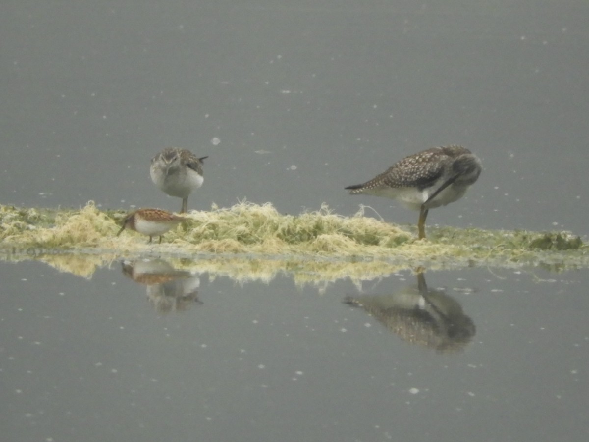 Lesser Yellowlegs - ML110732031