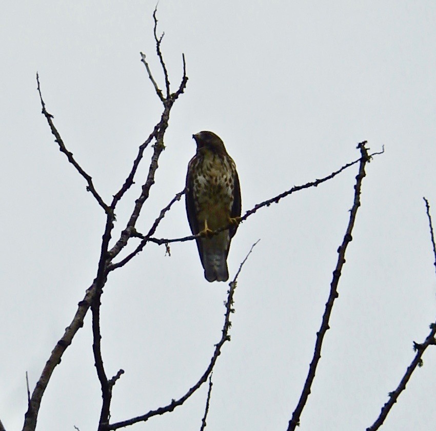 Broad-winged Hawk - ML110732101