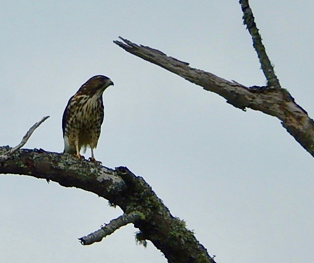 Broad-winged Hawk - ML110732121