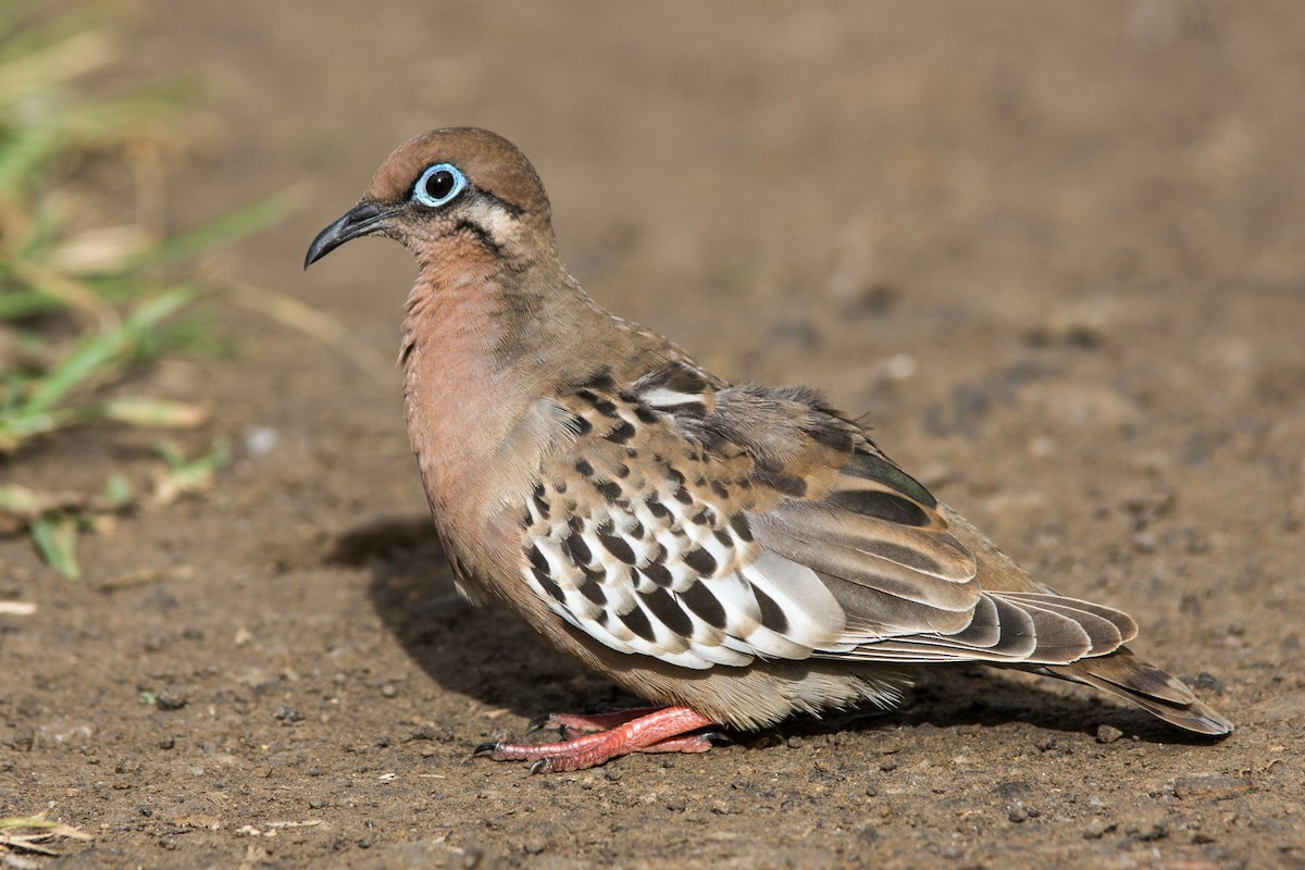 Galapagos Dove - ML110732131