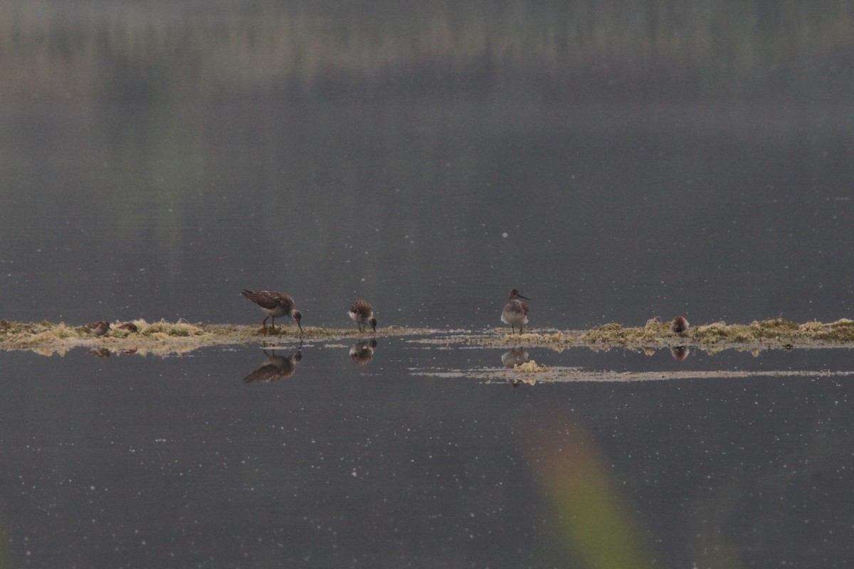 Greater Yellowlegs - ML110732291