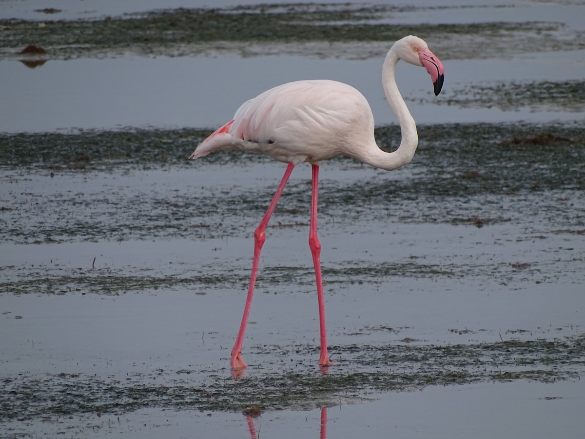 Greater Flamingo - Michael Preston