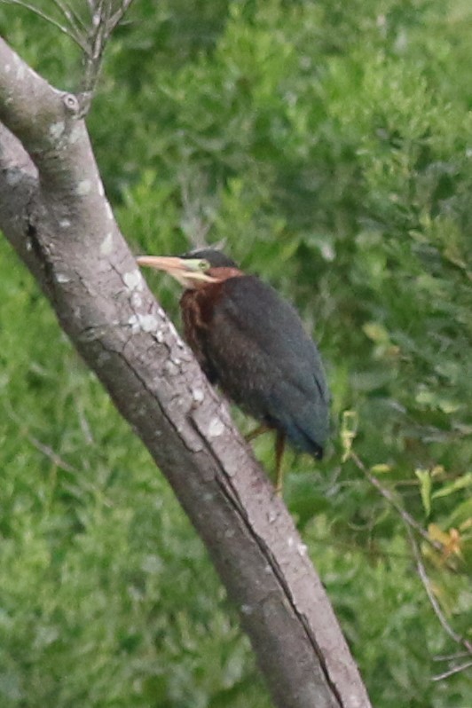 Green Heron - ML110736161