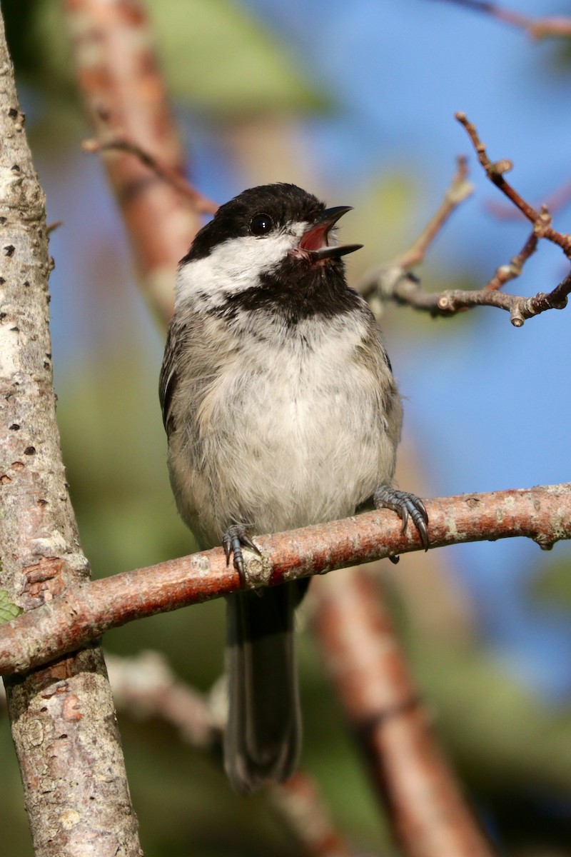 Black-capped Chickadee - ML110736171