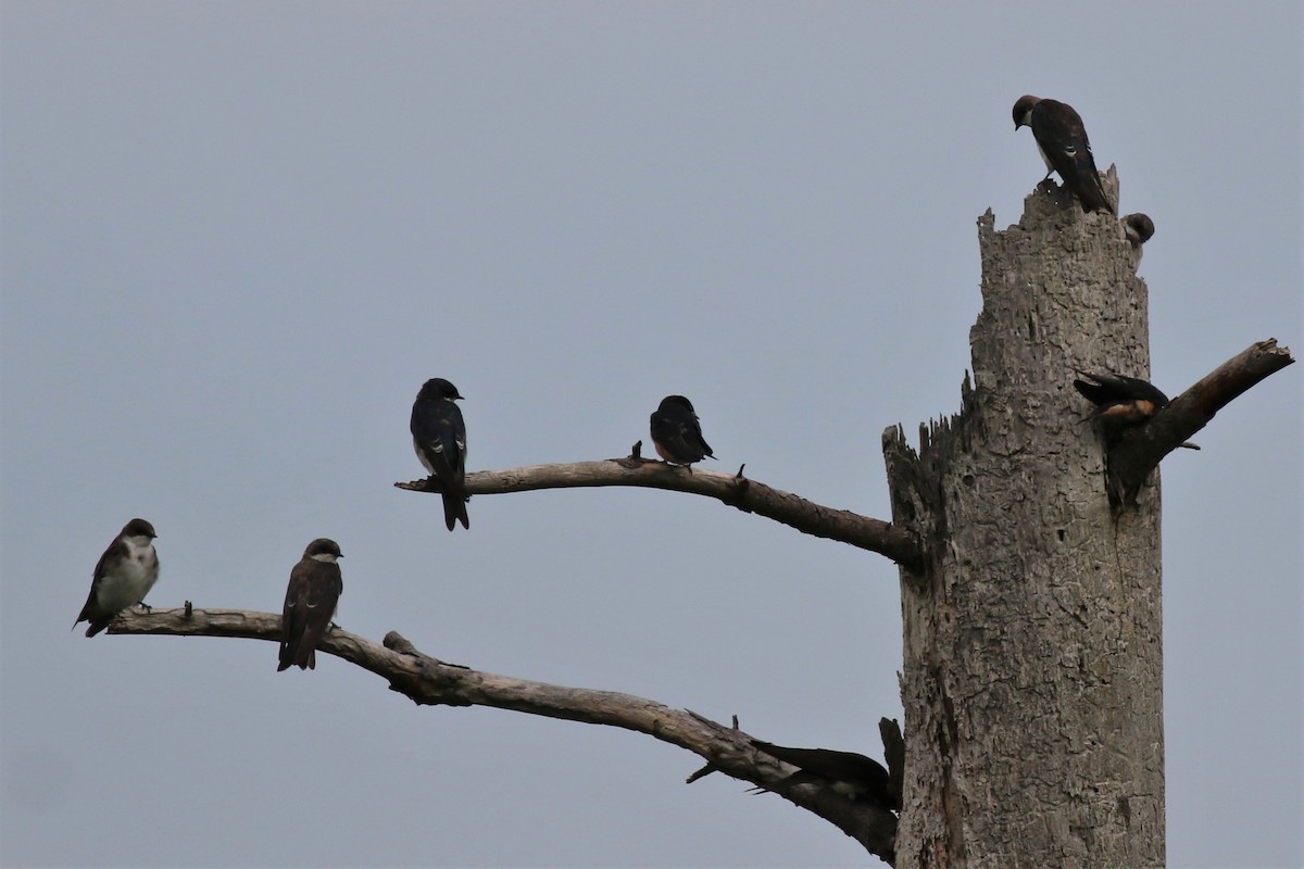 Tree Swallow - ML110736771