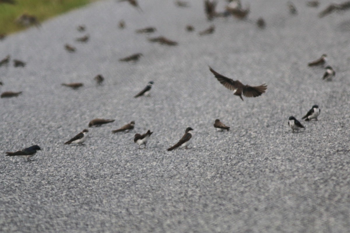 Tree Swallow - ML110736801