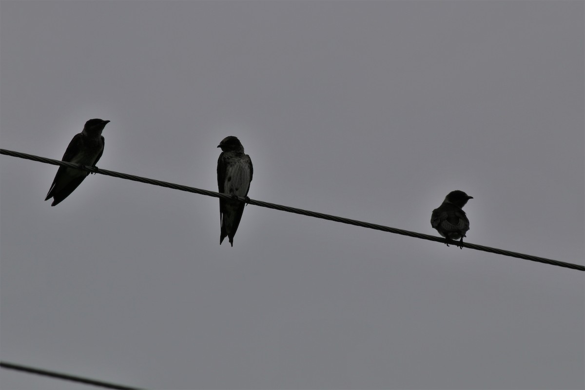 Purple Martin - ML110736921