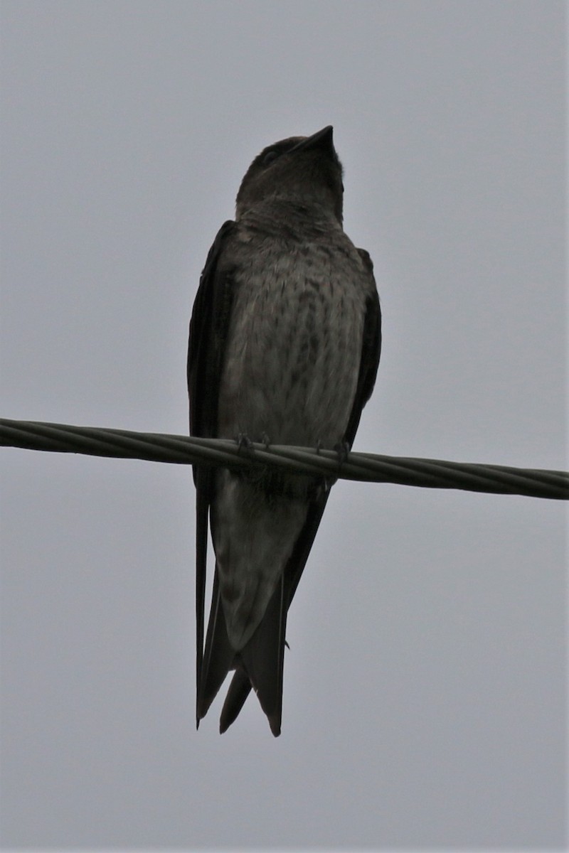Purple Martin - ML110736941
