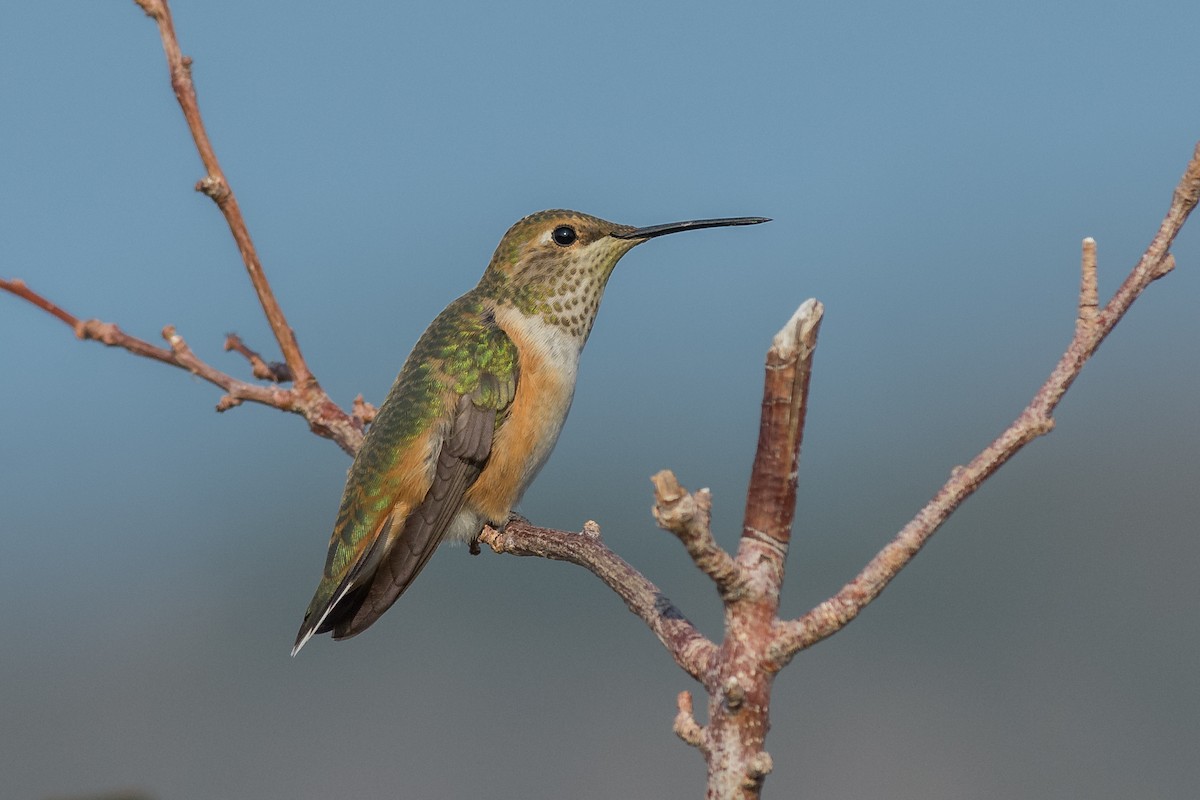 Rufous Hummingbird - Jeff Bleam