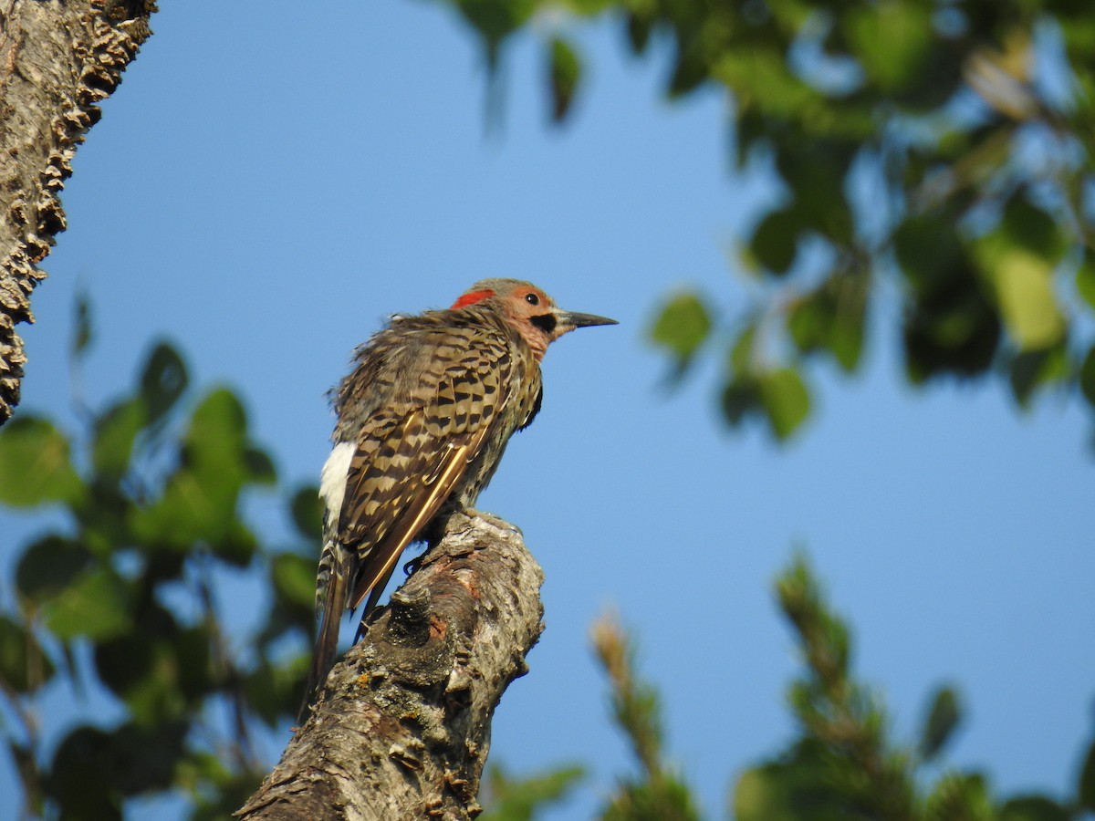 Northern Flicker - ML110737551