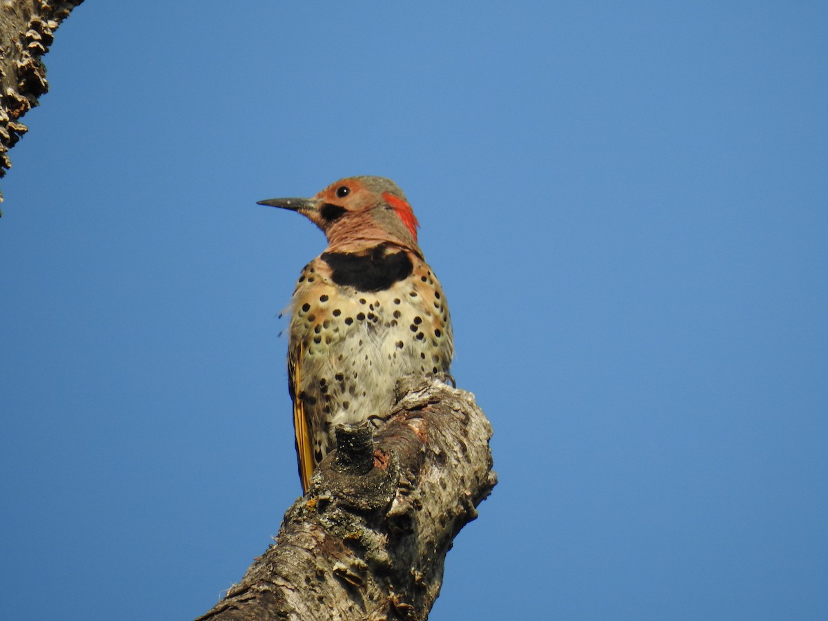 Northern Flicker - ML110737571