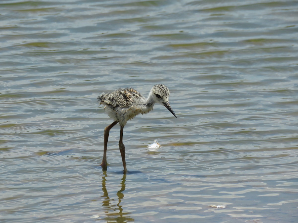 Black-necked Stilt - John van Dort