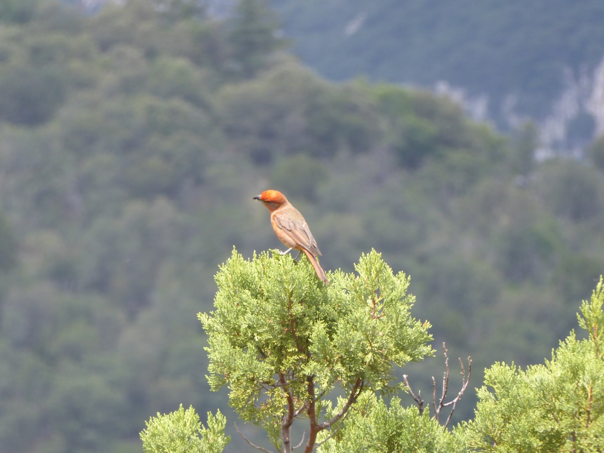 Hepatic Tanager - Matt Griffiths