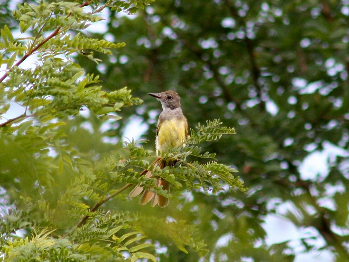 Great Crested Flycatcher - ML110741081
