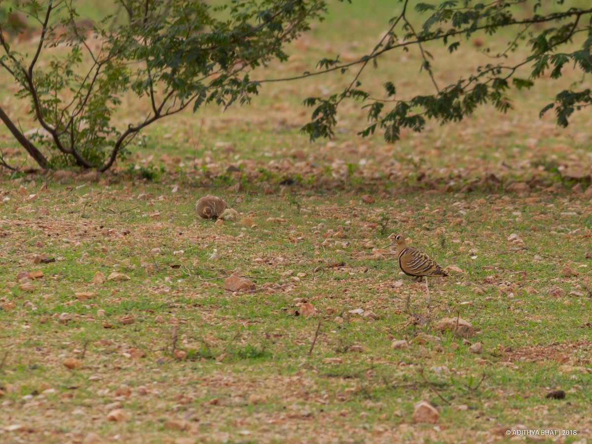 Painted Sandgrouse - ML110742521