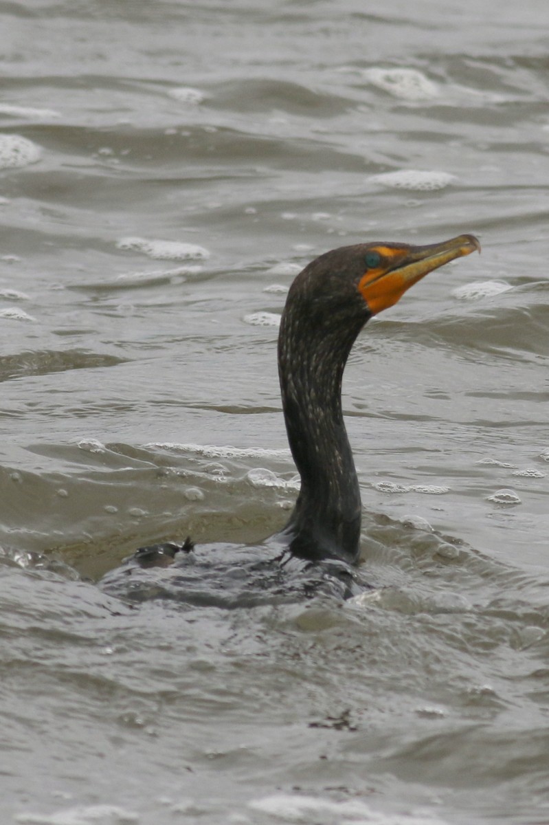 Double-crested Cormorant - ML110743051