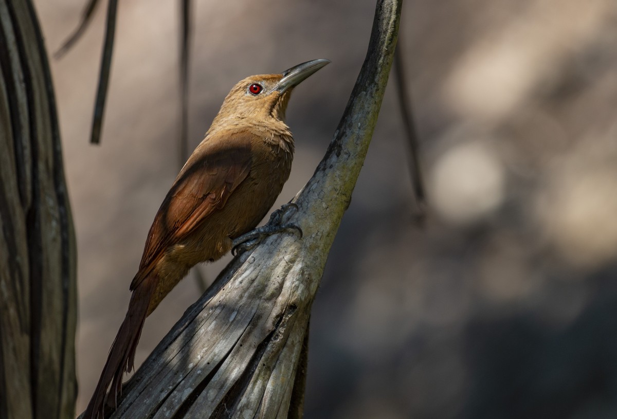 Cinnamon-throated Woodcreeper - Alec Hopping