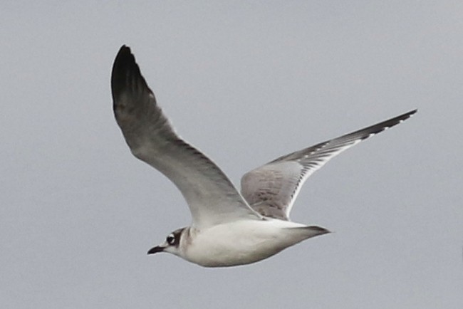 Franklin's Gull - ML110743791