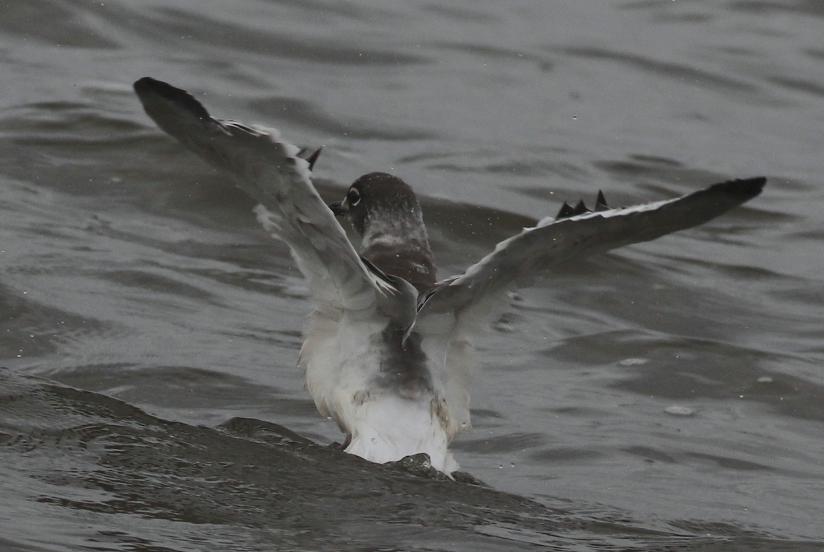 Franklin's Gull - ML110743811