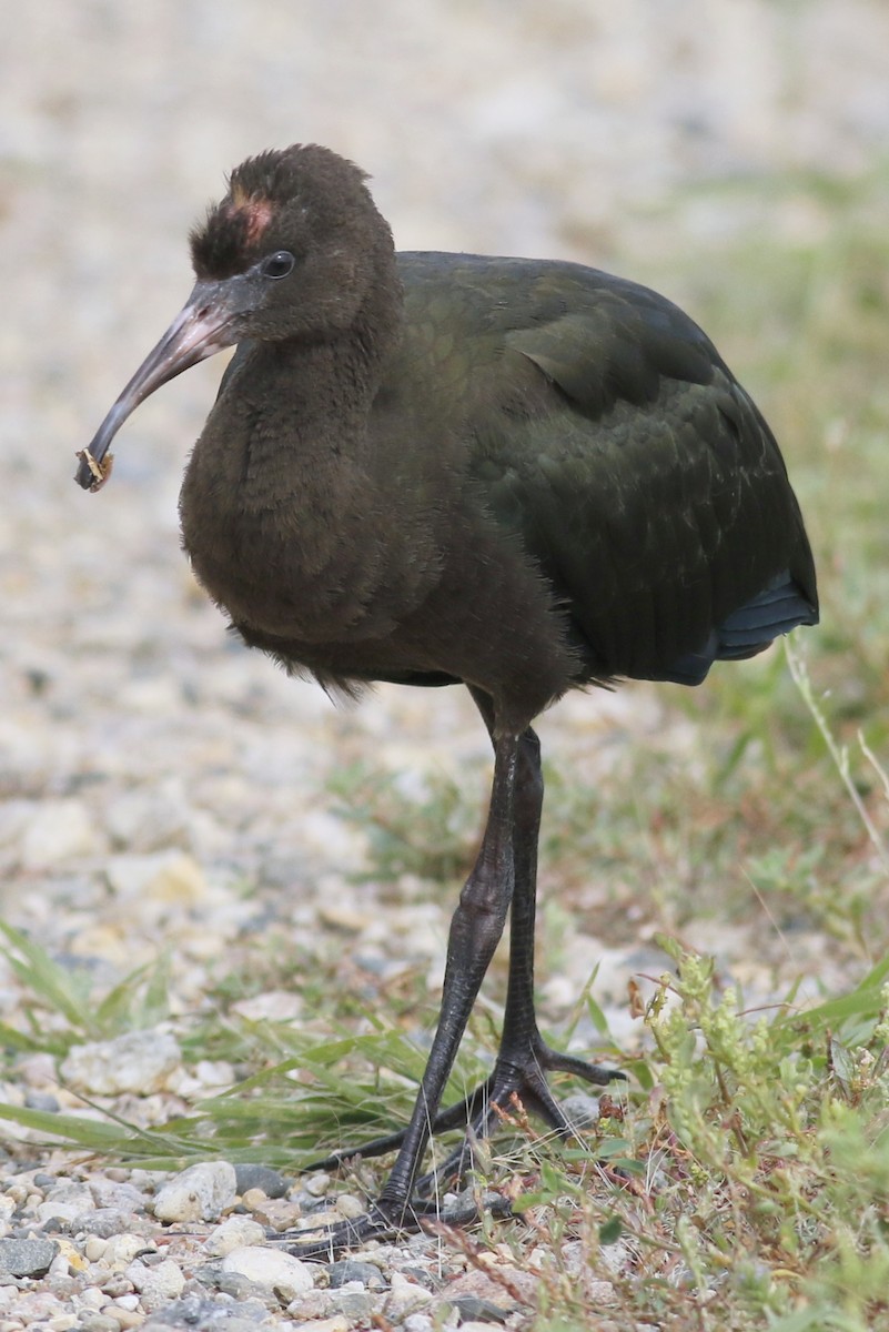 White-faced Ibis - ML110744171