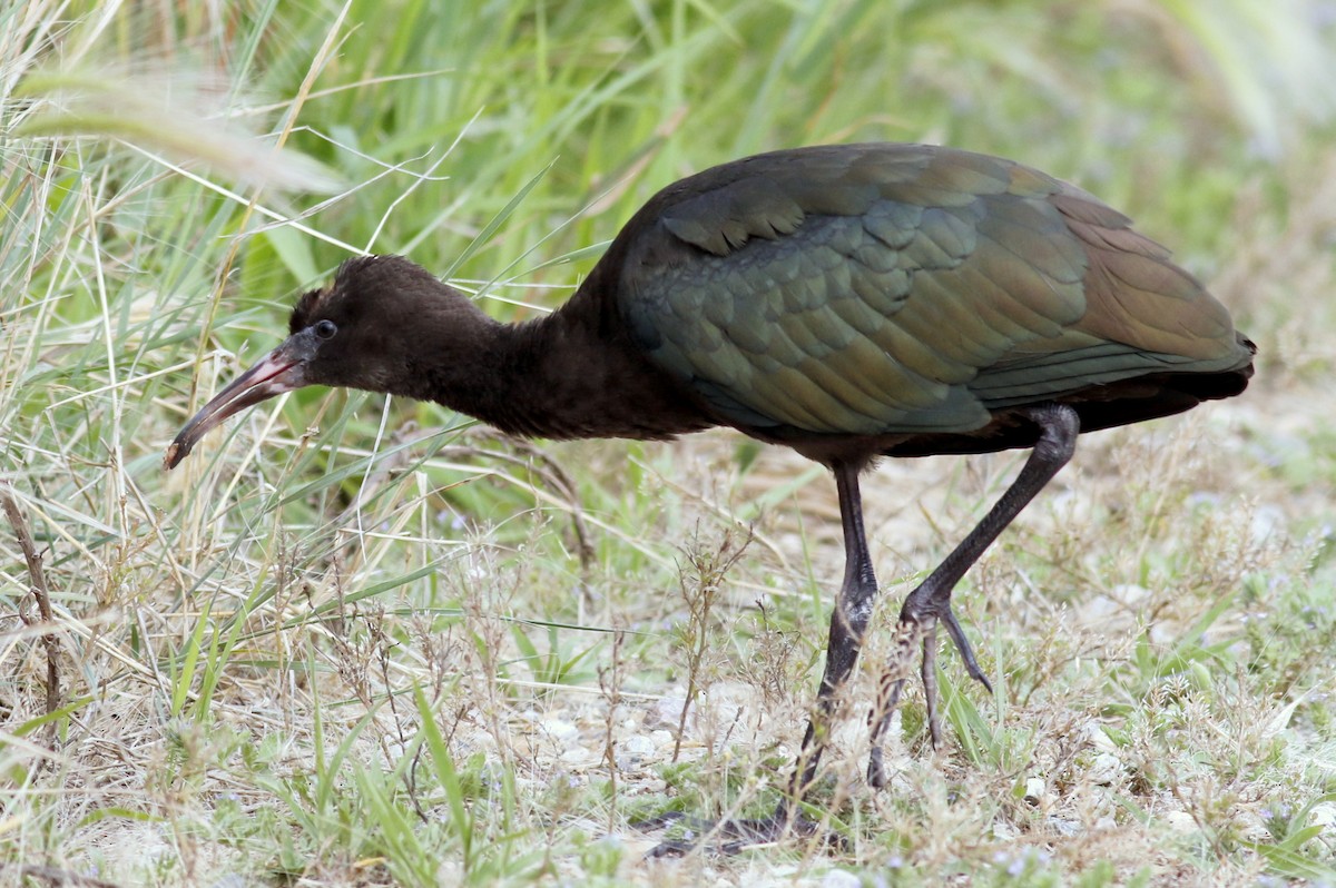 White-faced Ibis - ML110744181