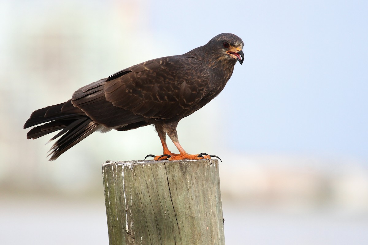Snail Kite - Alex Lamoreaux