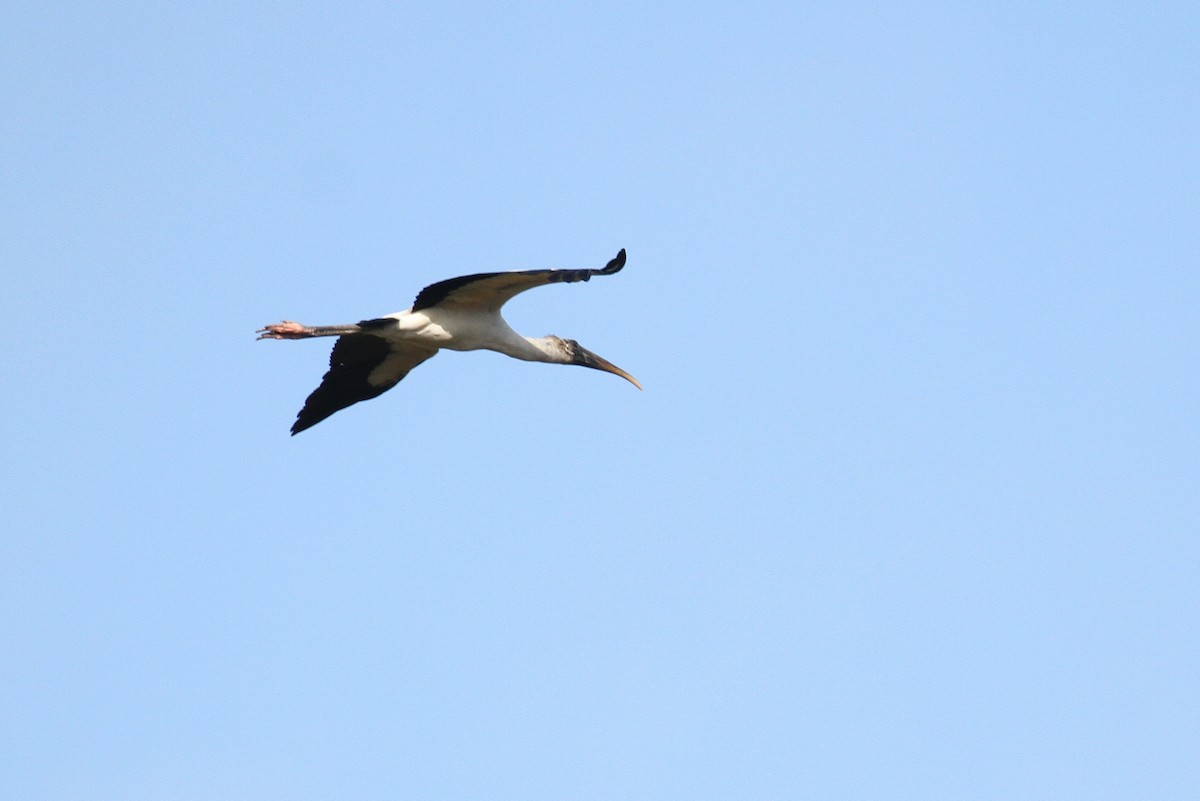 Wood Stork - ML110746851