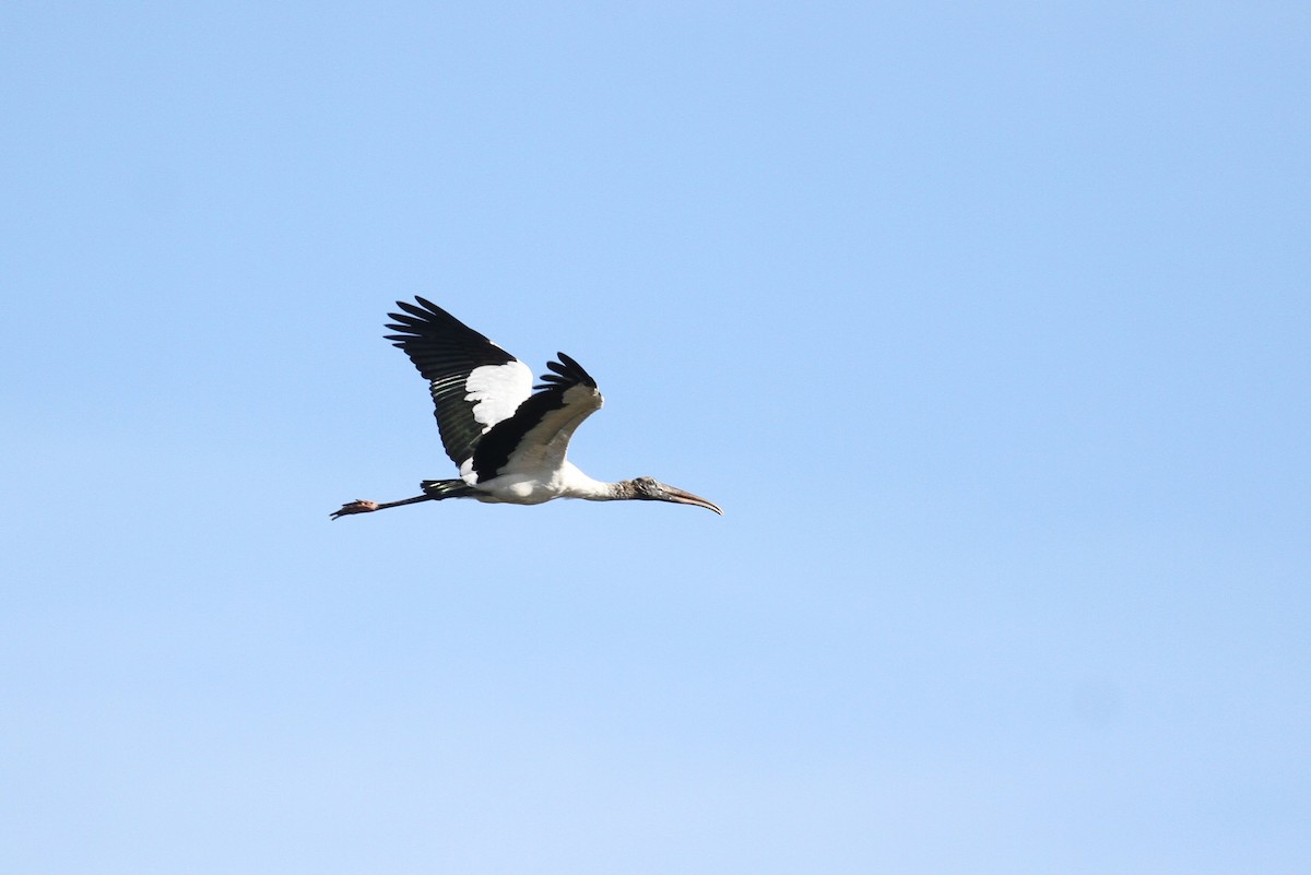 Wood Stork - ML110746861