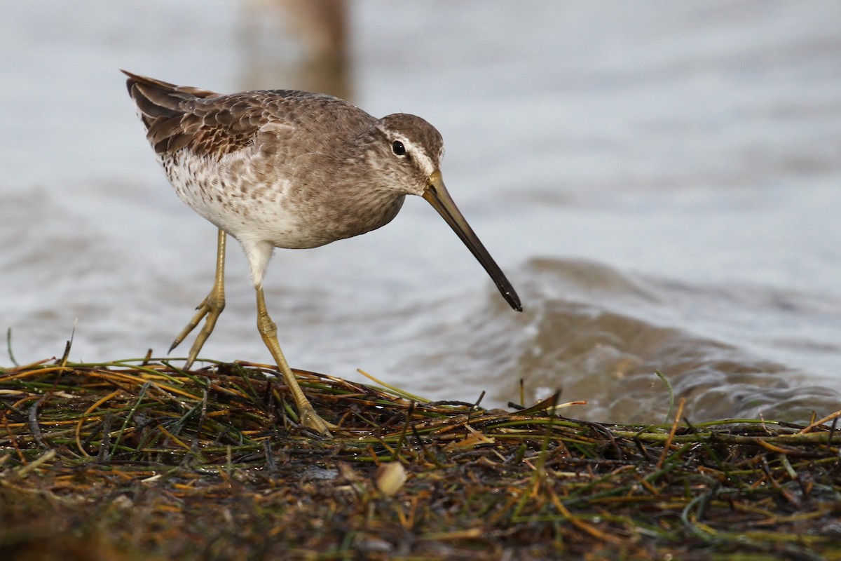 Short-billed Dowitcher - Alex Lamoreaux