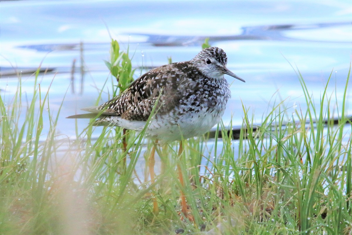 Lesser Yellowlegs - Ann Vaughan