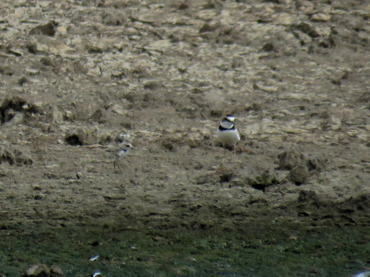 Collared Plover - ML110751021