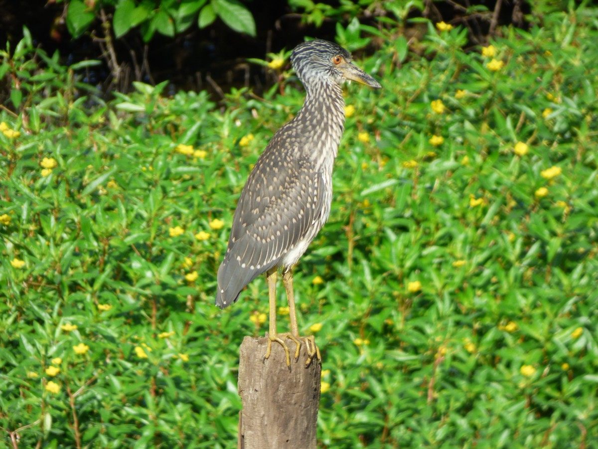 Black-crowned Night Heron - ML110751041