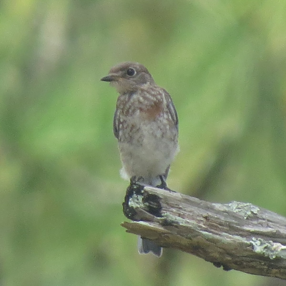 Eastern Bluebird - ML110751711