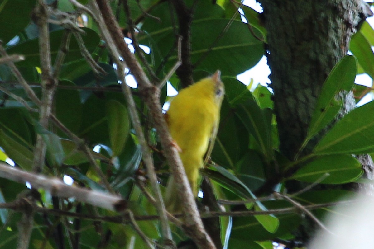 Érythrocerque jaune - ML110753961