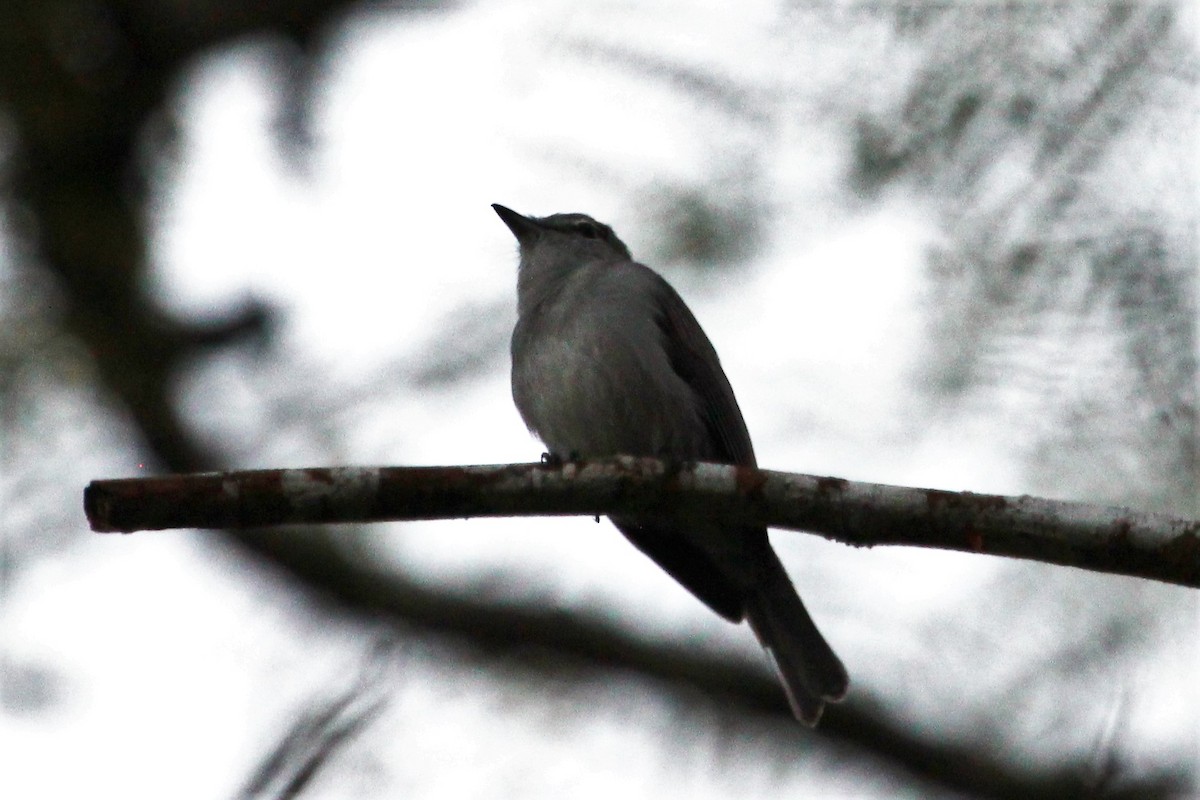 Ashy Flycatcher - Justin Goldberg