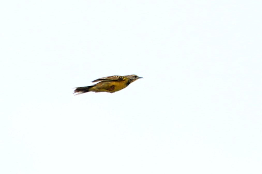 Yellow-throated Longclaw - ML110754121