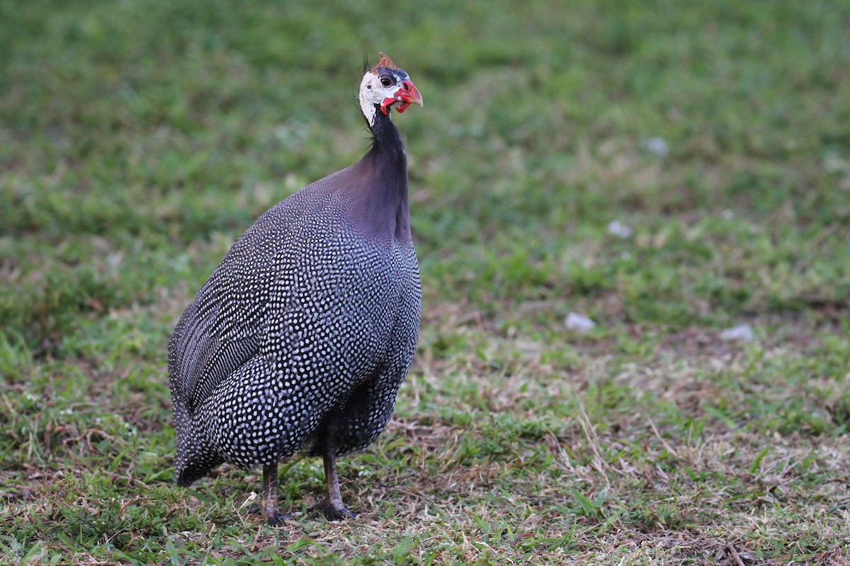 Helmeted Guineafowl - Alex Lamoreaux