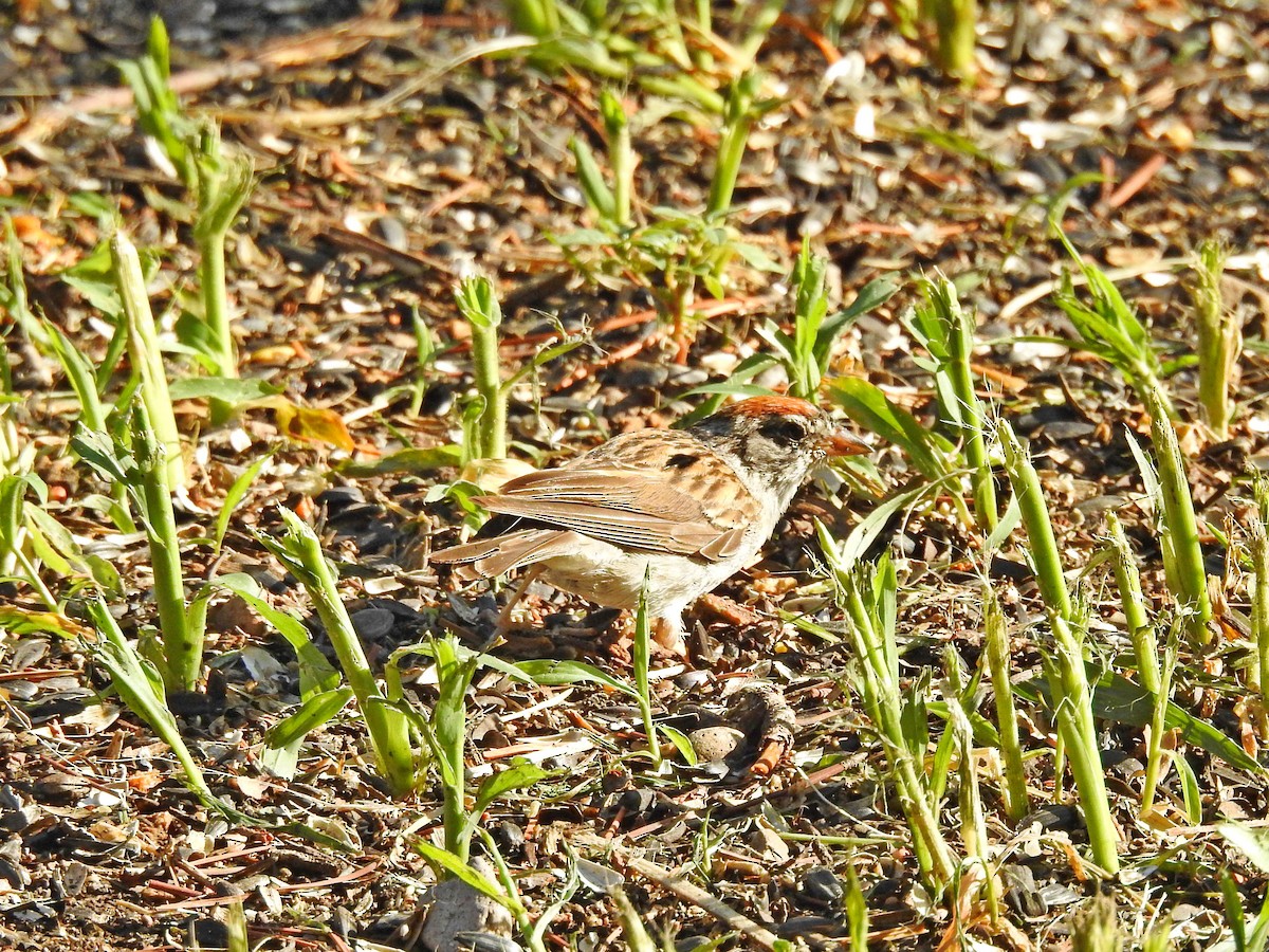 Chipping Sparrow - Bill Ypsilantis