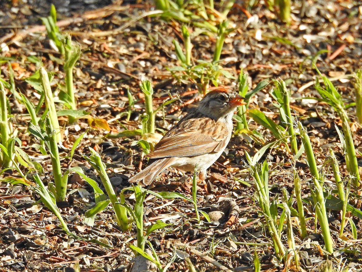 Chipping Sparrow - Bill Ypsilantis