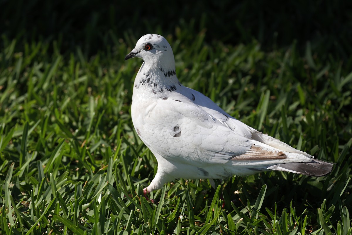 Pigeon biset (forme domestique) - ML110756881
