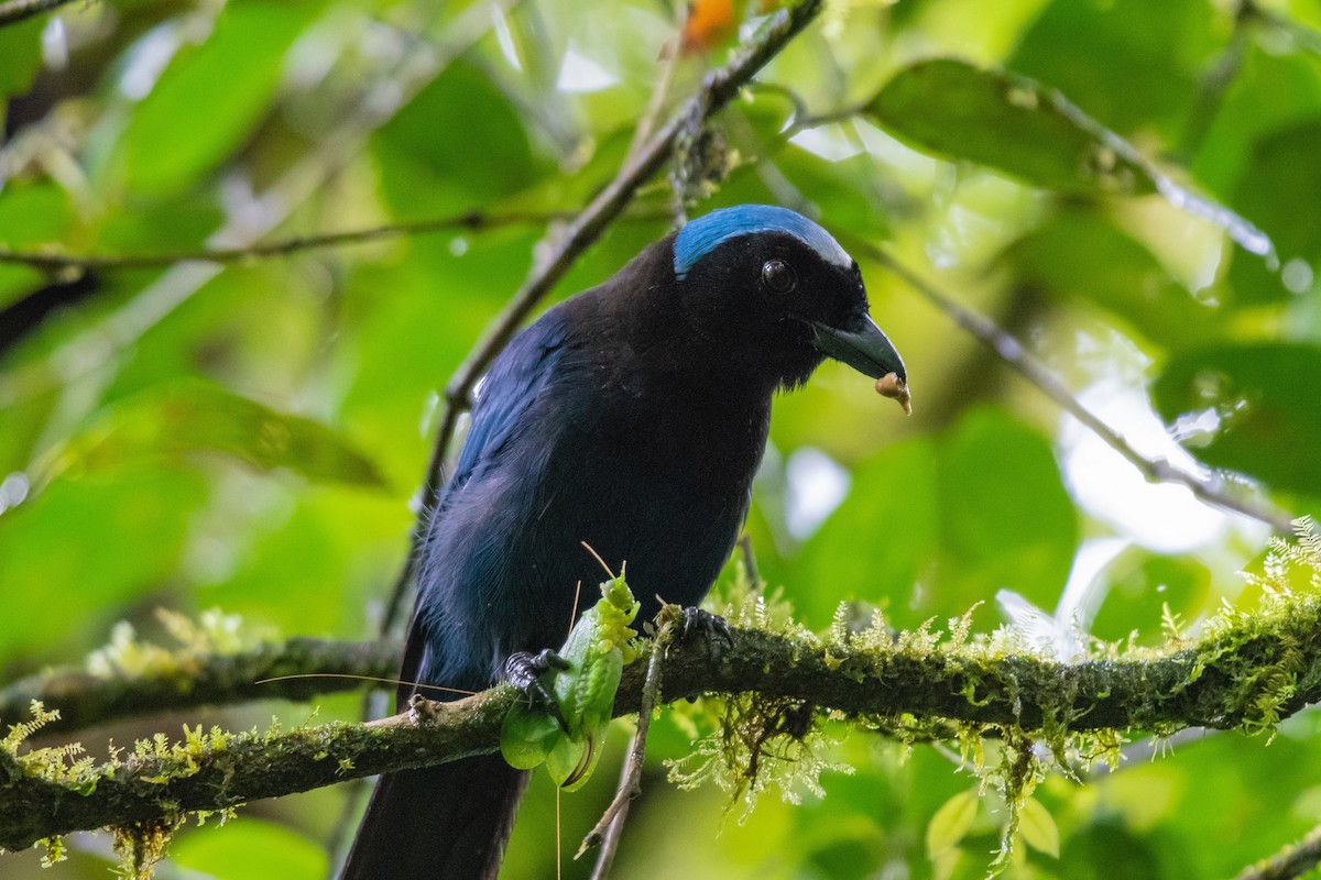 Azure-hooded Jay - ML110756911