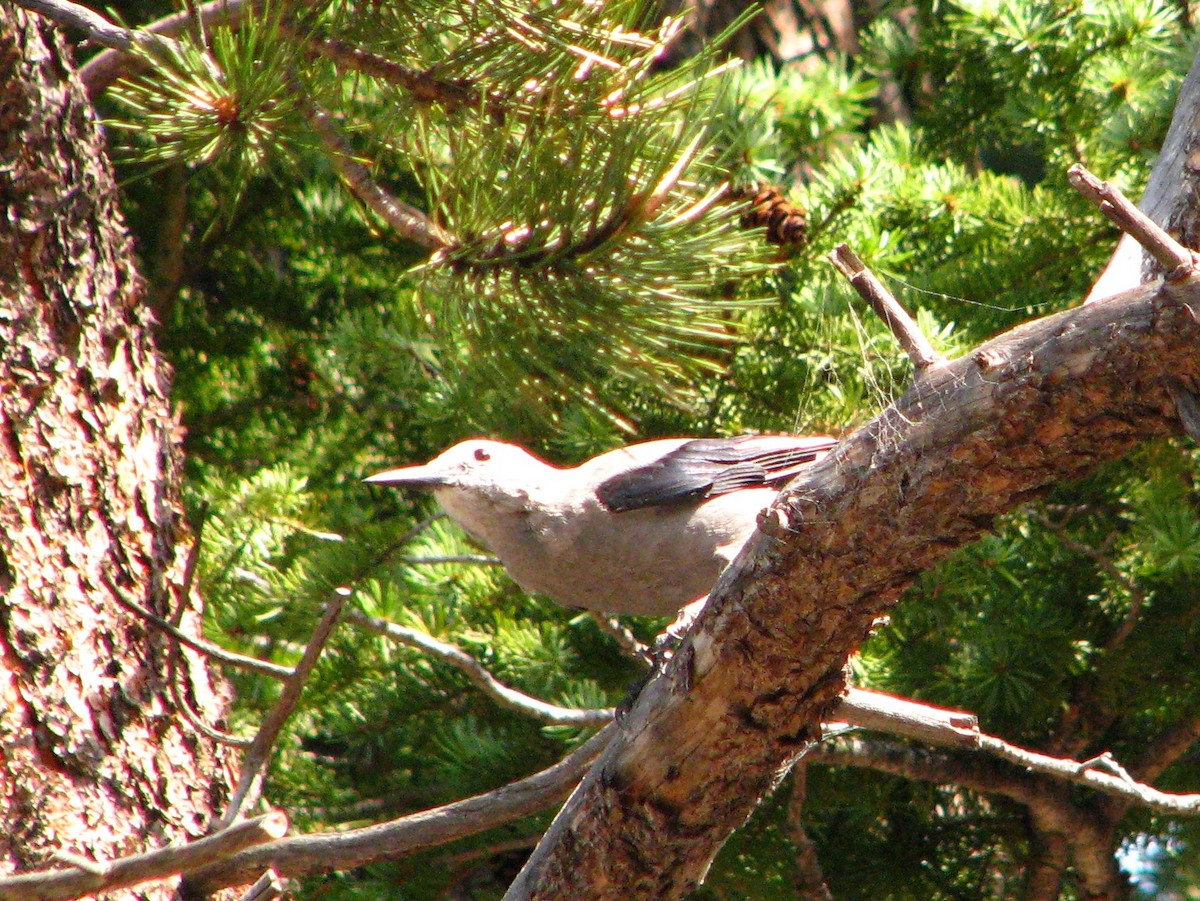 Clark's Nutcracker - ML110759301