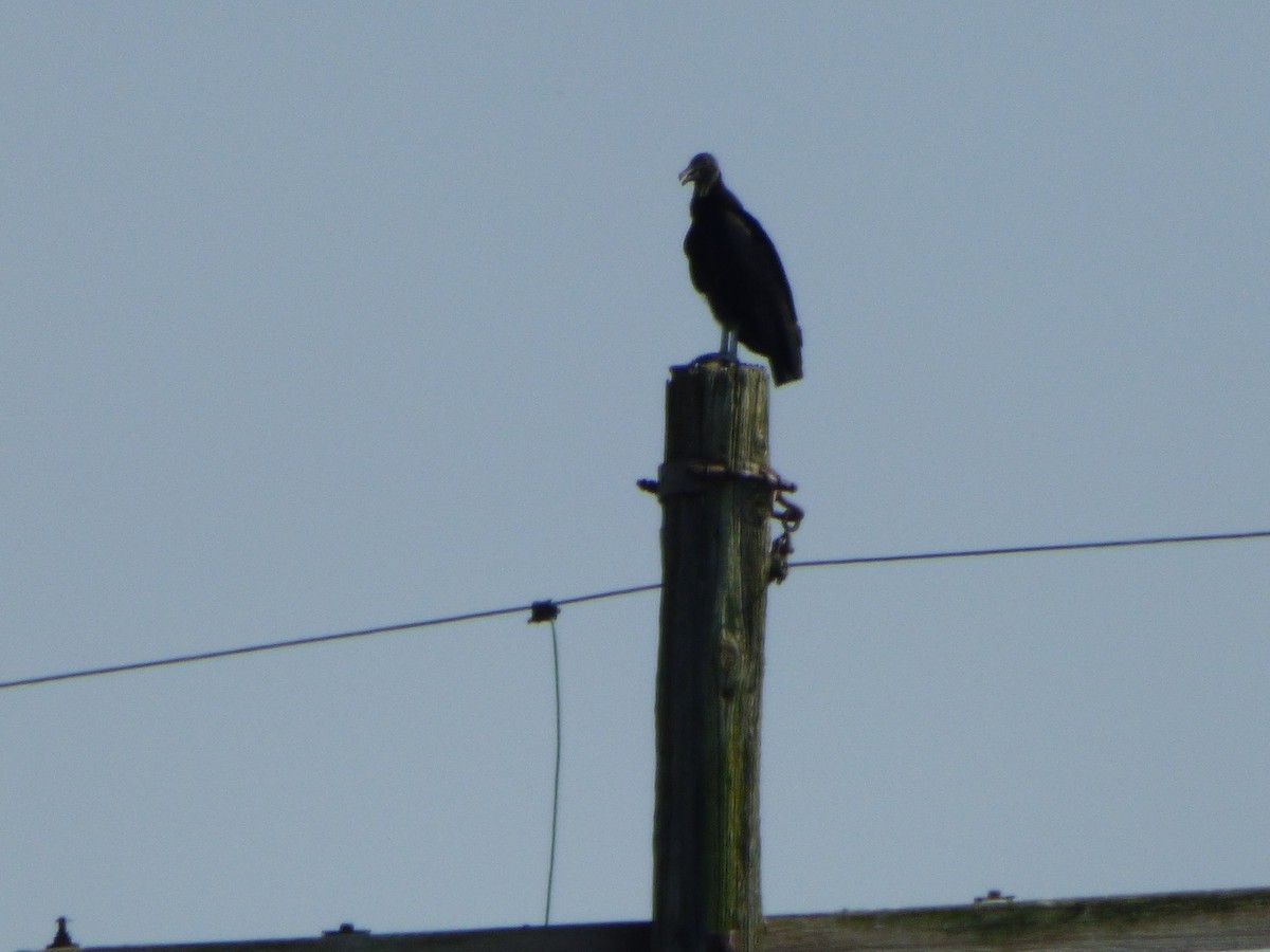 Black Vulture - ML110760331