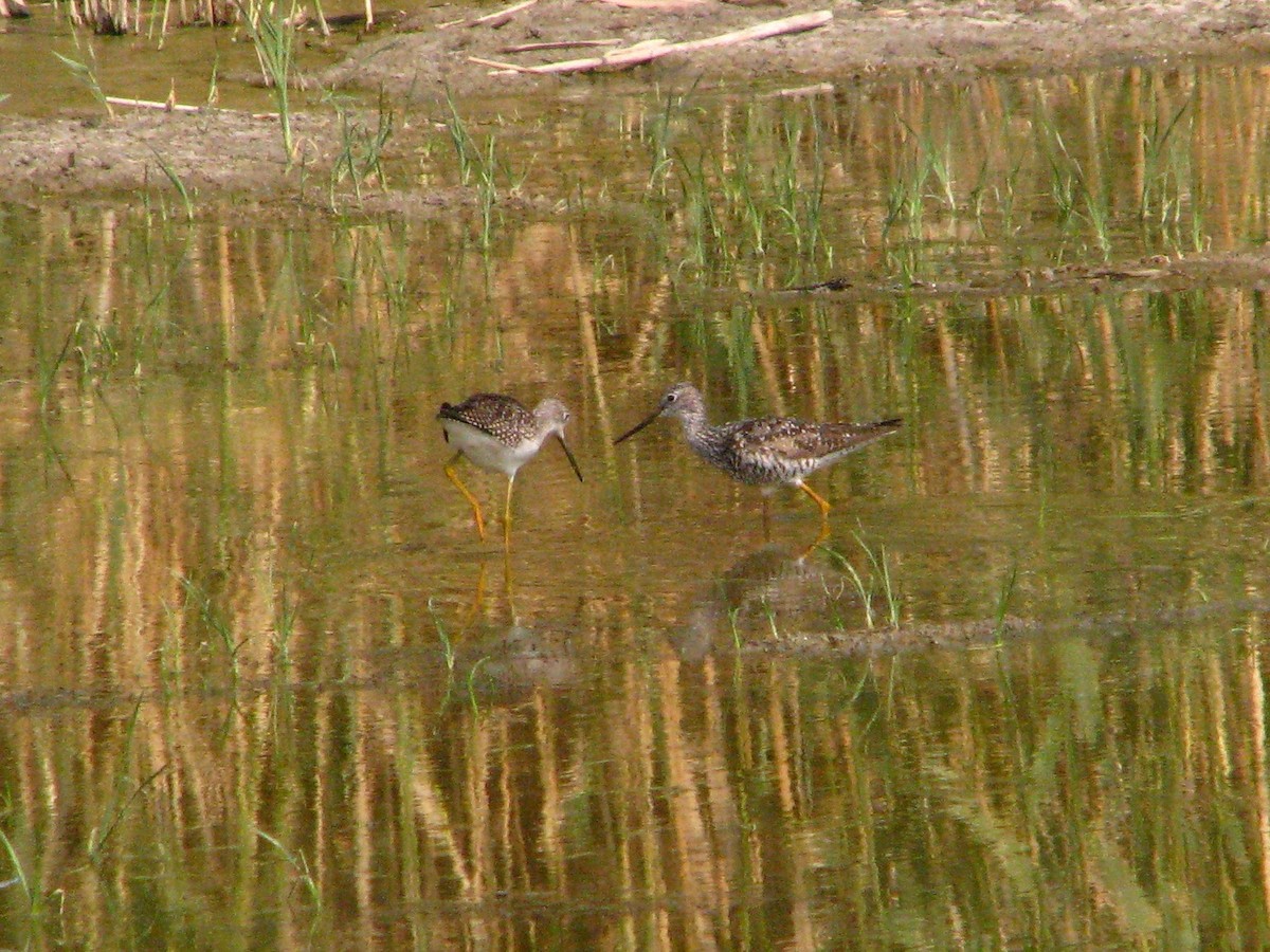 Lesser Yellowlegs - ML110760561