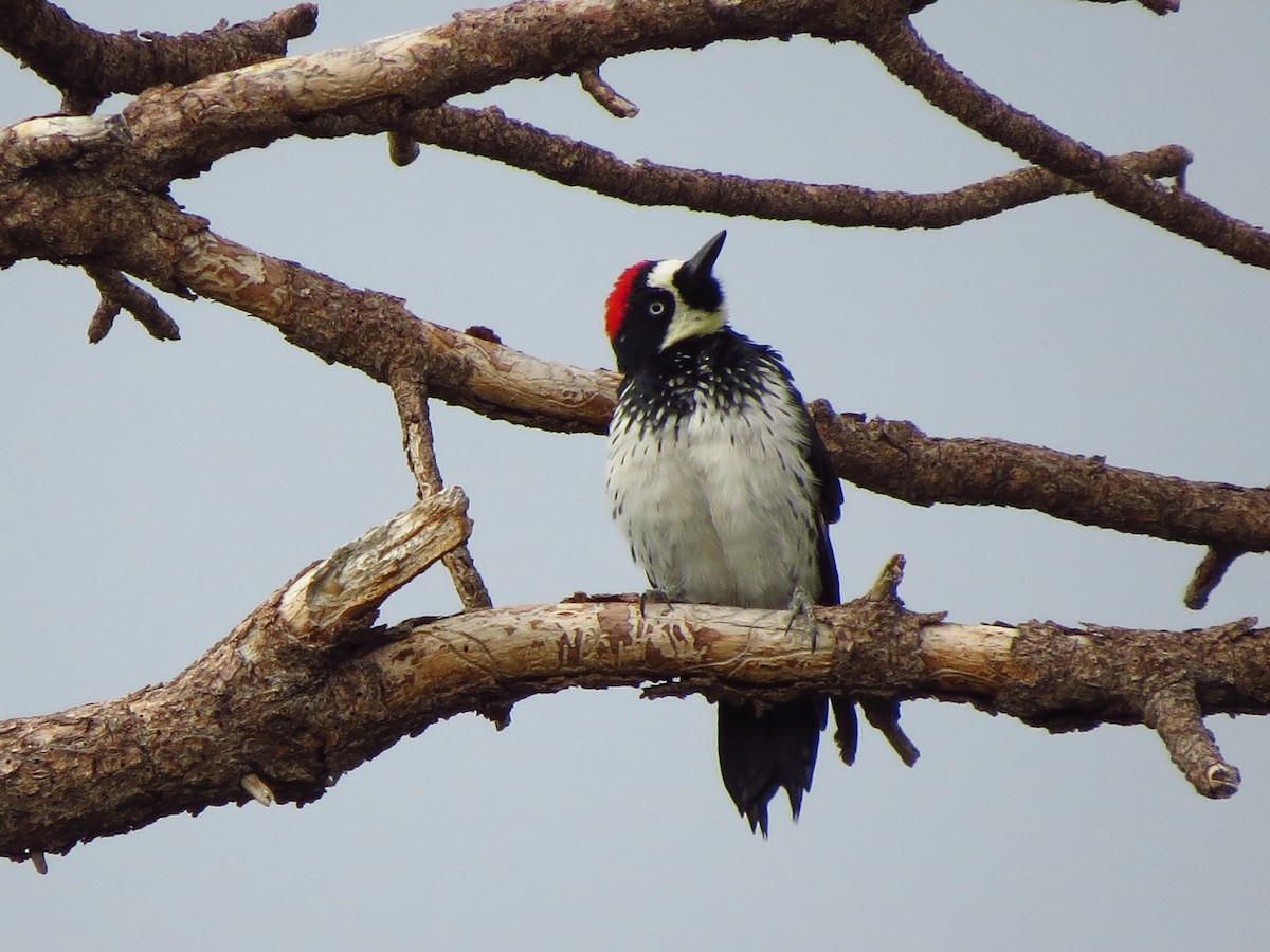 Acorn Woodpecker - ML110760901