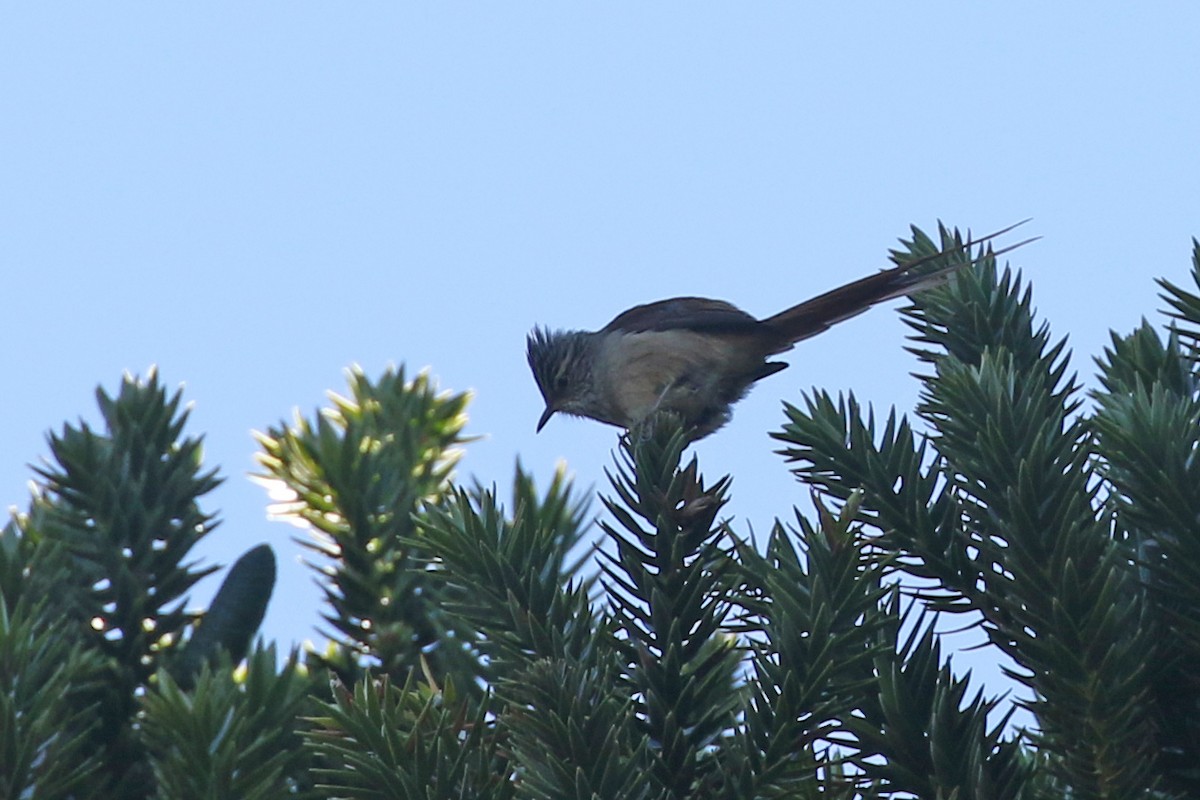 Araucaria Tit-Spinetail - ML110763021