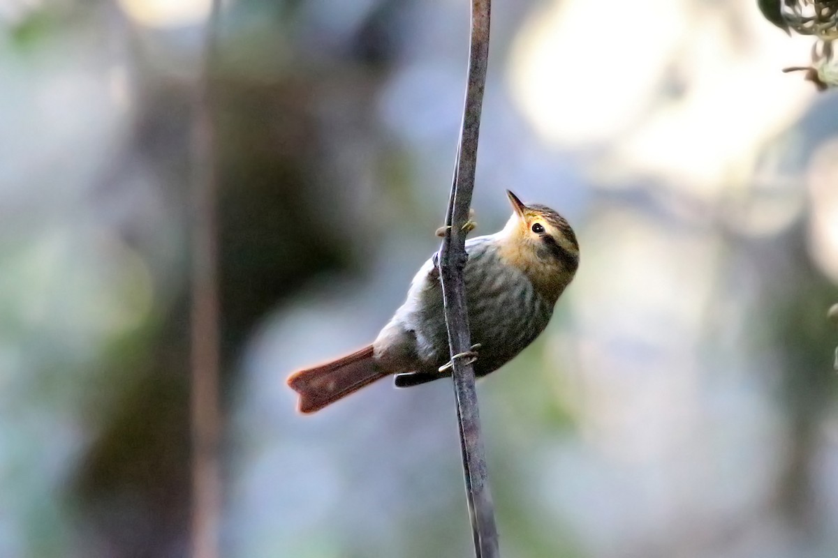 Sharp-billed Treehunter - ML110763041