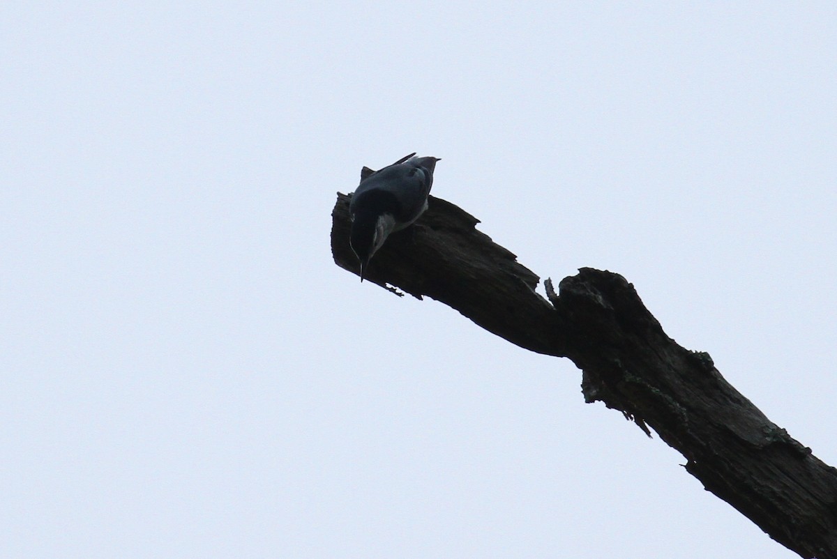 White-breasted Nuthatch (Eastern) - ML110763661