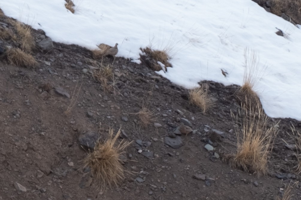 Rufous-bellied Seedsnipe - ML110768711